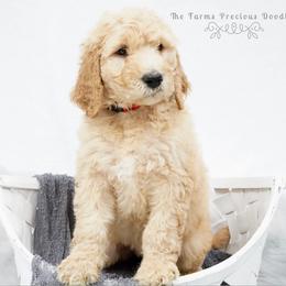 Goldendoodle and Sheepadoodle Puppies from The Farms Precious Doodles