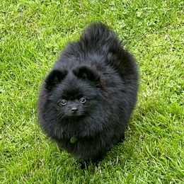 Farroe - Pomeranian