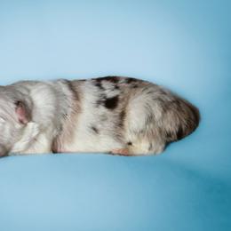Rain - Red tri-color male Australian Shepherd puppy in Silex, Missouri from Small Town Australian Shepherds