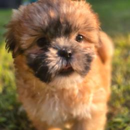 Sleepy 1 - Red and tan male Shih Tzu puppy in Cabot, Arkansas from Borderland's Kennel