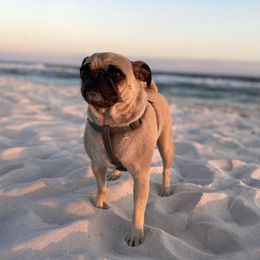 Willow - Pug