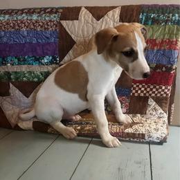 Arrow - White and fawn male Whippet puppy in Oneida, Tennessee from Saving Grace