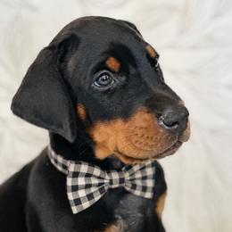 Doberman Pinscher puppies from Noble Doberman