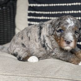 Bogey - Blue merle male Bernedoodle puppy in Henry, Illinois from Rowe Farms Doodles