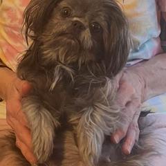 Misty - Shorkie