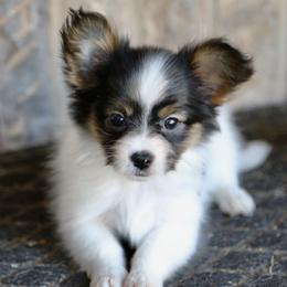 Aryna - White black and tan female Papillon puppy in Boardman, Ohio from Taliaferro Kennel