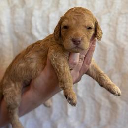 Nilla - Cream male Goldendoodle puppy in Caldwell, Idaho from Leila Pearson