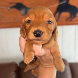 Rubble - Red male Dachshund puppy in Goldthwaite, Texas from Mini Mama Dachshunds