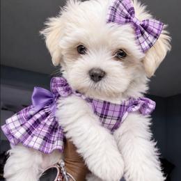 Lovey (Purple) - White and lemon female Maltese puppy in North Chesterfield, Virginia from Maltese Love