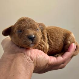 Orange Collar - Red female Cavapoo puppy in Palm Beach County, Florida from Benji’s Cockapoos