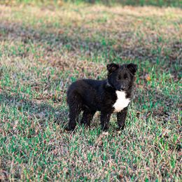 Border Collie Puppies from Zahara Border Collies