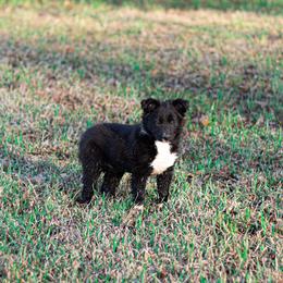 Border Collie Puppies from Zahara Border Collies