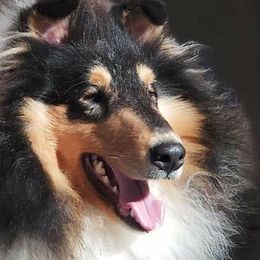 Collies from Sun-Rai Collies