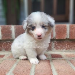Willie Nelson - American Corgi puppy in Cameron, North Carolina from Butts Family Corgis