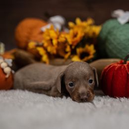 Dachshund Puppies from Johnson's Teeny Weenies