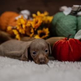 Dachshund Puppies from Johnson's Teeny Weenies