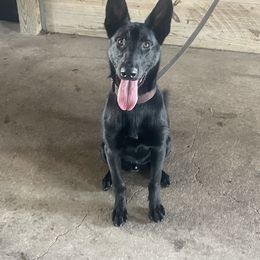 Behemoth - Dutch Shepherd puppy from We Like it Ruff Working K9 Breeding and Training