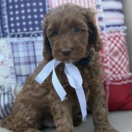 Biscuit - Black - Caramel red male Australian Labradoodle puppy in Citrus Heights, California from Elite Blend Labradoodles