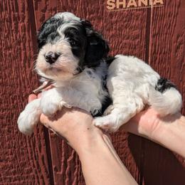 Shania - Black and white female Bernedoodle puppy in Cambridge, Minnesota from Country Meadow Doodles