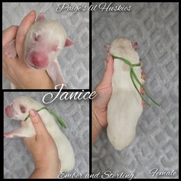 Janice - White female Siberian Husky puppy in Bloomfield, Indiana from Paiges lil huskies