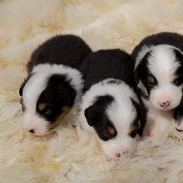 Australian Shepherd Puppies from Antique Aussies
