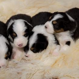 Australian Shepherd Puppies from Antique Aussies