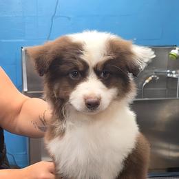 Sedona - Red tri-color female Miniature American Shepherd puppy in Shreveport   Bossier, Louisiana from Jem Miniature American Shepherds