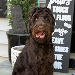 ROMAN - Australian Labradoodle