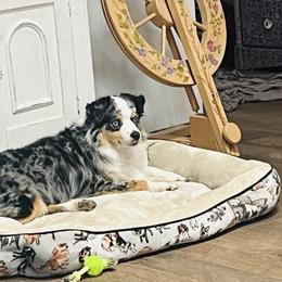 Sapphire - Miniature American Shepherd