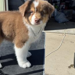 Liam - Red tri-color male Australian Shepherd puppy in Wheatland, Wyoming from WyoWinds Australian Shepherds