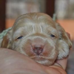 Saylor - Cream male Cockapoo puppy in Myerstown, Pennsylvania from The Cocker Cingdom
