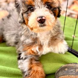 Maggie - Blue merle female Bernedoodle puppy in Vacaville, California from Starlight Goldendoodles
