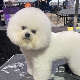 Annie - Bichon Frise