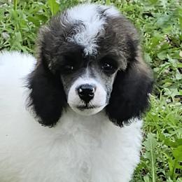 Boy 1 - male Poodle puppy in Poplar Grove, Illinois from Awesome Paws
