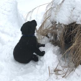 Labrador Retriever Puppies from Jody Parisi's Dunluce Labrador Retrievers
