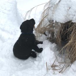Labrador Retriever Puppies from Jody Parisi's Dunluce Labrador Retrievers