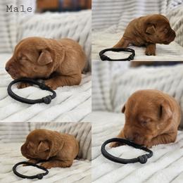 Black Collar - Male - Yellow male Labrador Retriever puppy in Boyd, Minnesota from Lindley Labradors