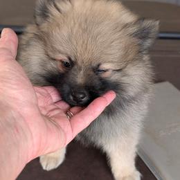 Viking - Cream sable male Pomeranian puppy in Scio, Oregon from Mac Daddy Poms