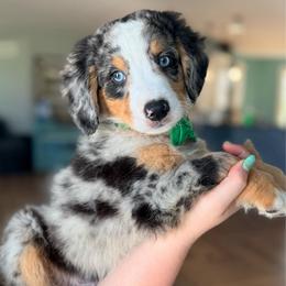 Lucky Charms two blue eyes - Blue merle male Bernedoodle puppy in Marion, Ohio from Doodles & Doxies