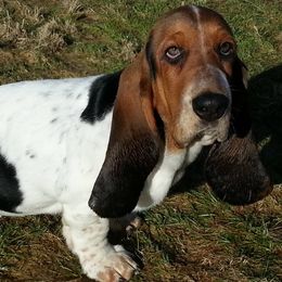 Basset Hounds from Bramble Basset Hounds
