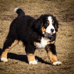 Bernese Mountain Dog Puppies from Stick House Bernese