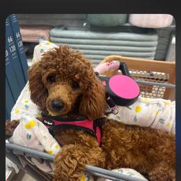 Apple - Poodle