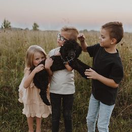 Aussiedoodle, Cavapoo, and Poodle All Grown Up from B&M Cottonwood Canines