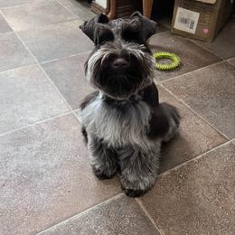 Mickey - Miniature Schnauzer