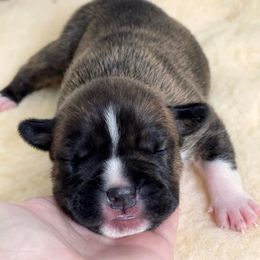 American Staffordshire Terrier Puppies from Alpenglow Amstaffs