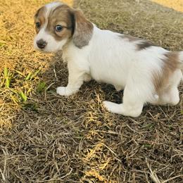 Girl 3 - Dapple female Dachshund puppy in Oklahoma from DRB Dachshunds