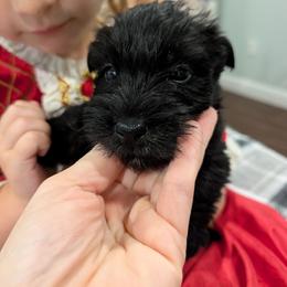 Ronaldo - Black male Scottish Terrier puppy in De Lisle, Mississippi from Bellendaine Scotties