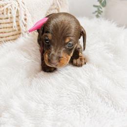 Fern - AKC - Chocolate and tan female Dachshund puppy in Indian Trail, North Carolina from Hilda’s Teenie Weenies