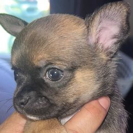 Chihuahuas from V & J’s Tiny Treasures