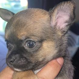 Chihuahuas from V & J’s Tiny Treasures